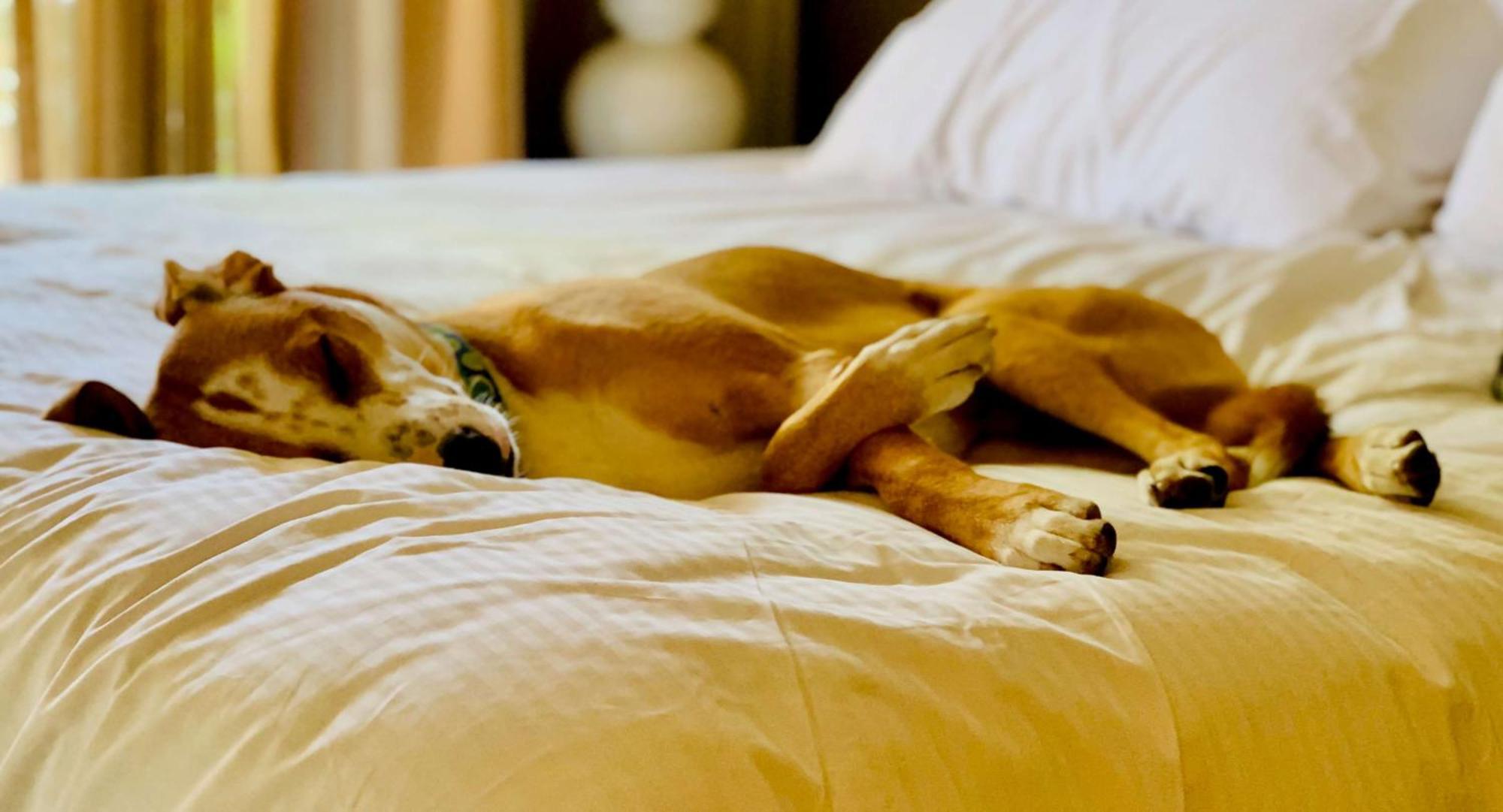 Sonesta Simply Richardson Hotel 3*