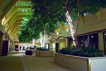 Mockingbird Dallas