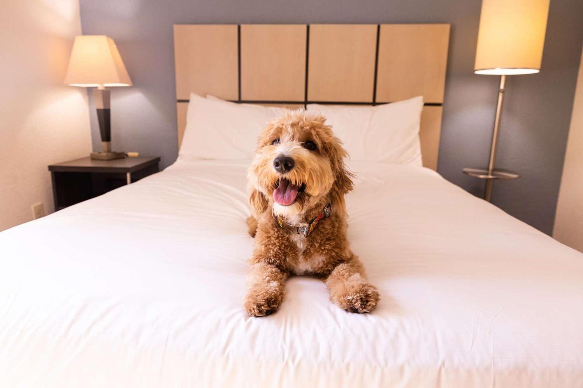 Sonesta Simply Galleria 3*